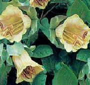 ������ ������� ����� ����� ����, �����������, ������� � ����, ������ Cobaea scandens ������