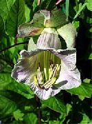 ��������� ������� ����� ����� ����, �����������, ������� � ����, ������ Cobaea scandens ������