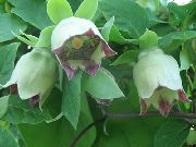 ������� ������� ����� ���������� ����, �����������, ������� � ����, ������ Codonopsis ������
