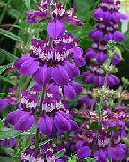 ���������� ������� ����� ��������� ����, �����������, ������� � ����, ������ Collinsia ������