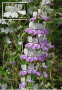 ��������� ������� ����� ��������� ����, �����������, ������� � ����, ������ Collinsia ������