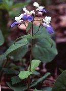 ������� ������� ����� ��������� ����, �����������, ������� � ����, ������ Collinsia ������