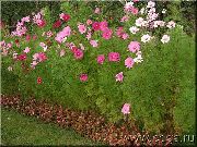 ������� ������� ����� ������  ����, �����������, ������� � ����, ������ Cosmos ������