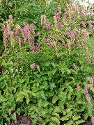 ������� ������� ����� ����������� ����, �����������, ������� � ����, ������ Sanguisorba ������