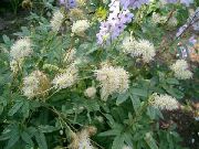 ����� ������� ����� ����������� ����, �����������, ������� � ����, ������ Sanguisorba ������