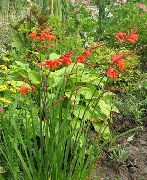 ������� ������� ����� ��������� ����, �����������, ������� � ����, ������ Crocosmia  ������