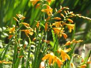 ������ ������� ����� ��������� ����, �����������, ������� � ����, ������ Crocosmia  ������