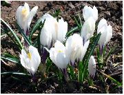 ����� ������� ����� ������ ����, �����������, ������� � ����, ������ Crocus  ������