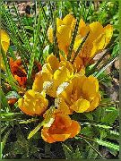 ������ ������� ����� ������ ����, �����������, ������� � ����, ������ Crocus  ������