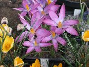 ������� ������� ����� ������ ����, �����������, ������� � ����, ������ Crocus  ������