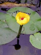 ������ ������� ����� ������� ����, �����������, ������� � ����, ������ Nuphar   ������