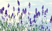 ����� ������� ����� ������� ����������� ����, �����������, ������� � ����, ������ Lavandula  ������