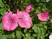 ������� ������� ����� �������� ����, �����������, ������� � ����, ������ Lavatera trimestris ������