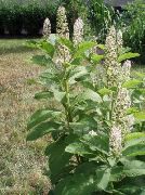 ����� ������� ����� ������� ����, �����������, ������� � ����, ������ Phytolacca americana ������
