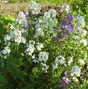 ����� ������� ����� �������� (���������) ����, �����������, ������� � ����, ������ Cheiranthus  ������