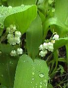 ����� ������� ����� ������ ����, �����������, ������� � ����, ������ Convallaria  ������