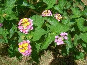 ������� ������� ����� ������� ����, �����������, ������� � ����, ������ Lantana  ������