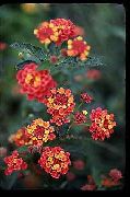 ������� ������� ����� ������� ����, �����������, ������� � ����, ������ Lantana  ������
