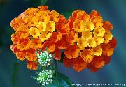 ��������� ������� ����� ������� ����, �����������, ������� � ����, ������ Lantana  ������
