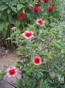 ������� ������� ����� �������� ����, �����������, ������� � ����, ������ Potentilla  ������
