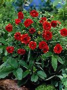������� ������� ����� �������� ����, �����������, ������� � ����, ������ Potentilla  ������