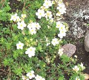 ����� ������� ����� �������� ����, �����������, ������� � ����, ������ Potentilla  ������