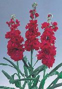 ������� ������� ����� ������ ������ ����, �����������, ������� � ����, ������ Matthiola incana ������