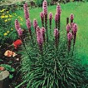 ������� ������� ����� ������� ����, �����������, ������� � ����, ������ Liatris  ������