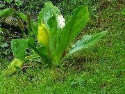 ����� ������� ����� ��������� ����, �����������, ������� � ����, ������ Lysichiton  ������
