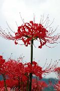 ������� ������� ����� ������� ����, �����������, ������� � ����, ������ Lycoris ������