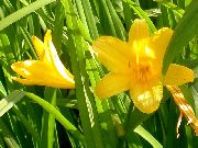 ��������� ������� ����� �������� ����, �����������, ������� � ����, ������ Hemerocallis ������