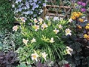 ������� ������� ����� �������� ����, �����������, ������� � ����, ������ Hemerocallis ������