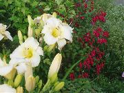 ����� ������� ����� �������� ����, �����������, ������� � ����, ������ Hemerocallis ������