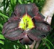������ ������� ����� �������� ����, �����������, ������� � ����, ������ Hemerocallis ������