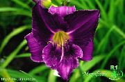 ���������� ������� ����� �������� ����, �����������, ������� � ����, ������ Hemerocallis ������