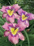 ��������� ������� ����� �������� ����, �����������, ������� � ����, ������ Hemerocallis ������