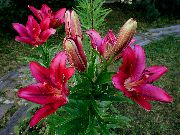 �������� ������� ����� ����� ��������� ����, �����������, ������� � ����, ������ Lilium  ������