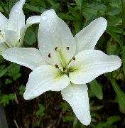 ����� ������� ����� ����� ��������� ����, �����������, ������� � ����, ������ Lilium  ������