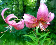 ������� ������� ����� ����� ��������� ����, �����������, ������� � ����, ������ Lilium  ������