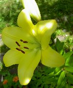 ������ ������� ����� ����� ��������� ����, �����������, ������� � ����, ������ Lilium  ������
