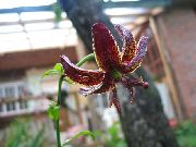 �������� ������� ����� ����� �������� ����, �����������, ������� � ����, ������ Lilium  ������
