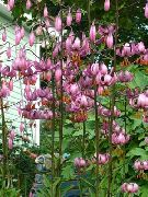 ������� ������� ����� ����� �������� ����, �����������, ������� � ����, ������ Lilium  ������