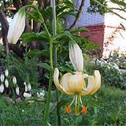 ������ ������� ����� ����� �������� ����, �����������, ������� � ����, ������ Lilium  ������