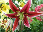 ������� ������� ����� ����� ��������� ����, �����������, ������� � ����, ������ Lilium ������