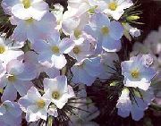 Линантус Linanthus