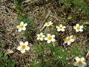 ����� ������� ����� �������� ����, �����������, ������� � ����, ������ Linanthus  ������