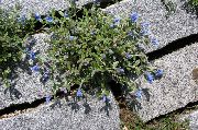 Литоспермум (Литодора) Lithospermum