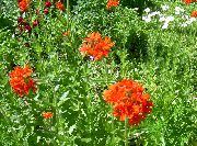 Лихнис (Зорька) Lychnis chalcedonica