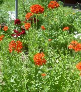 ������� ������� ����� ������ (������) ����, �����������, ������� � ����, ������  Lychnis chalcedonica ������