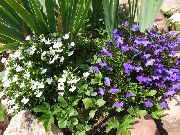 Лобелия однолетняя Lobelia